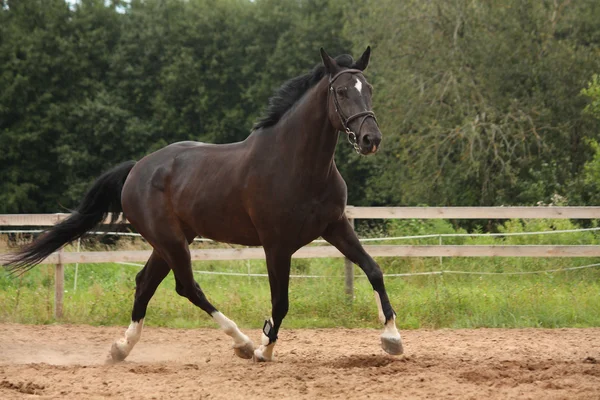 Cavalo preto trote no campo — Fotografia de Stock