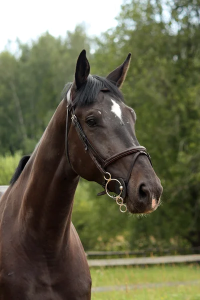 拉脱维亚的黑色品种马画像在农村 — 图库照片