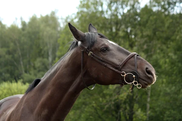 Ritratto di cavallo di razza lettone nero in campagna — Foto Stock