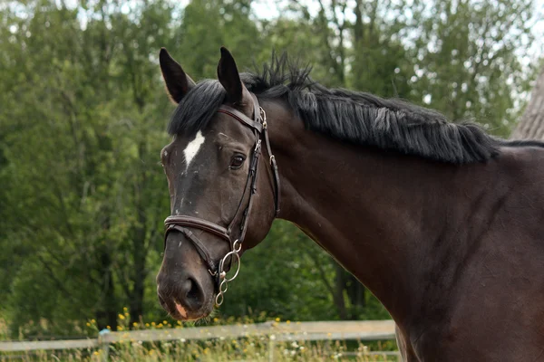 Portrait de cheval de race lettone noire à la campagne — Photo