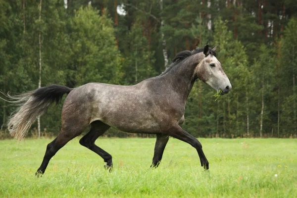 Серый конь свободно бежит по полю — стоковое фото