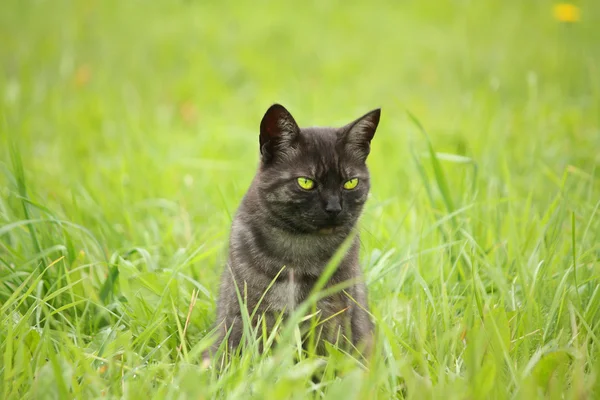 灰色的小猫，绿色的眼睛 — 图库照片