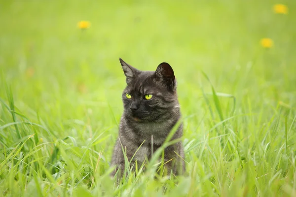 灰色的小猫，绿色的眼睛 — 图库照片