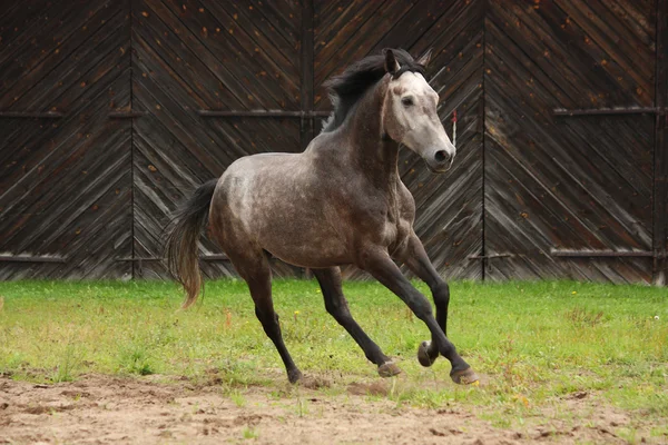 Серый конь скачет по полю — стоковое фото