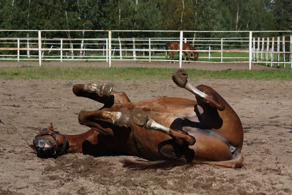 Grappige bruin paard rollen op de grond — Stockfoto