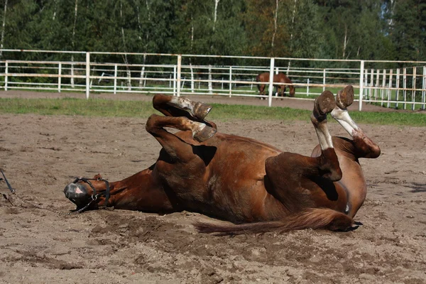 Cavalo castanho engraçado rolando no chão — Fotografia de Stock