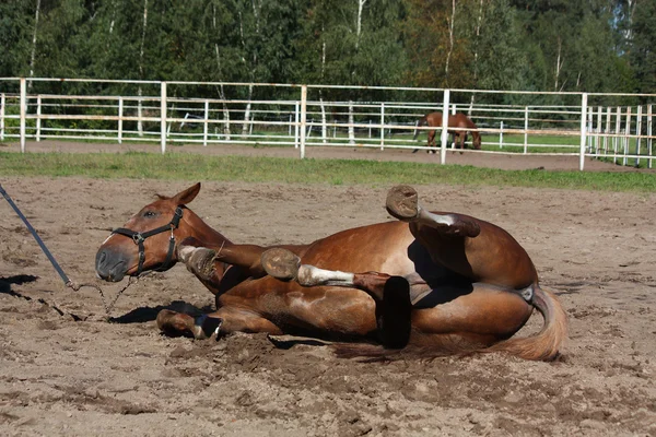 Grappige bruin paard rollen op de grond — Stockfoto