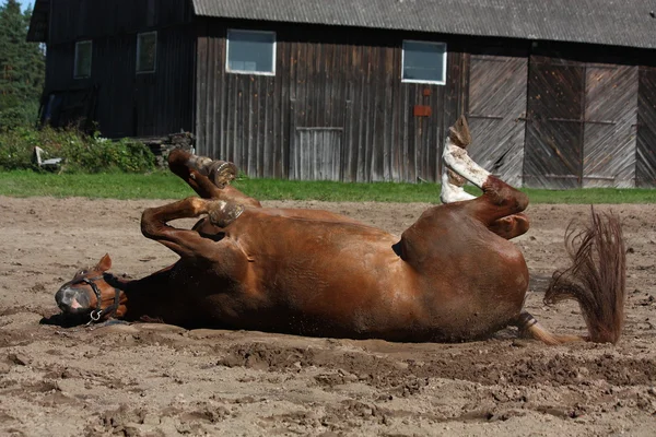 Cavalo castanho engraçado rolando no chão — Fotografia de Stock