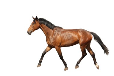Chestnut brown horse running free on white background clipart