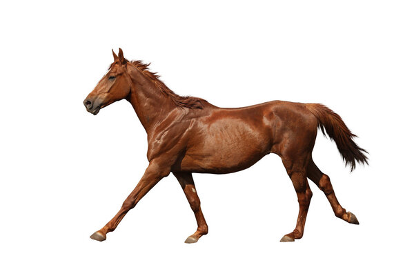 Brown horse galloping fast isolated on white