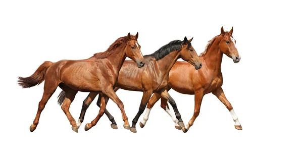 Três cavalos livres trotando alegremente no fundo branco — Fotografia de Stock