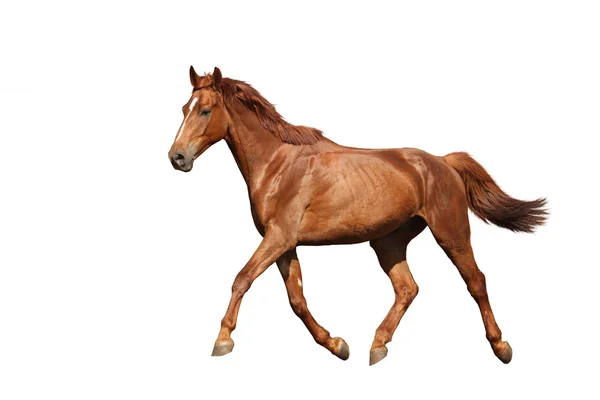 Chestnut brown horse running free on white background — Stock Photo, Image