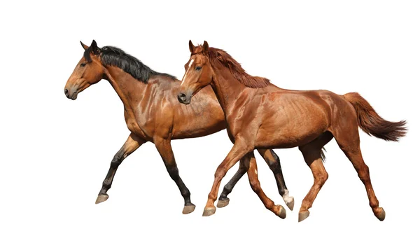 Dois belos cavalos correndo isolados em branco — Fotografia de Stock