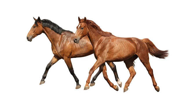 Two beautiful horses running isolated on white — Stock Photo, Image