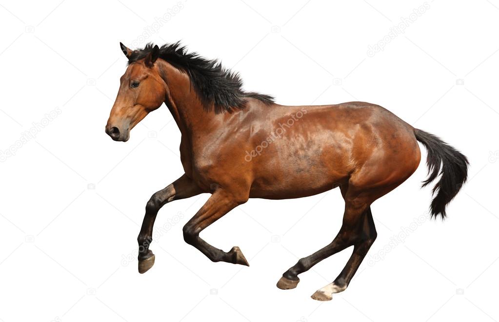 Brown horse galloping fast isolated on white