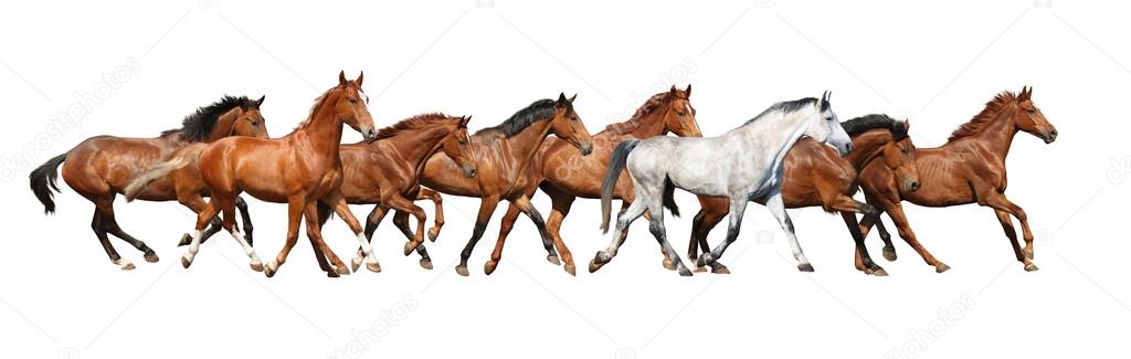 Herd of wild horses running isolated on white