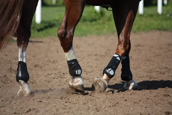 Close up de pernas de cavalo com botas de proteção — Fotografia de Stock