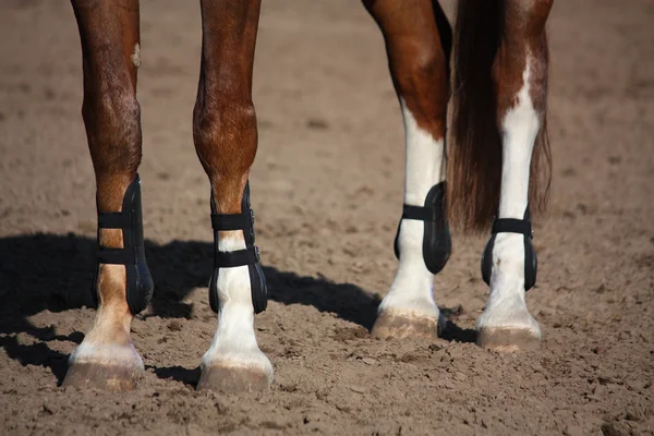 Detailní záběr nohama koně s ochranou obuv — Stock fotografie