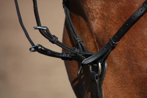 Close up de martingale em cavalo marrom — Fotografia de Stock