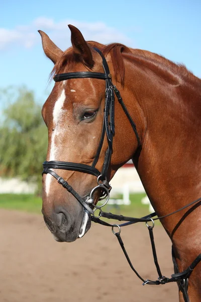 Portrait de cheval de sport châtain en été — Photo