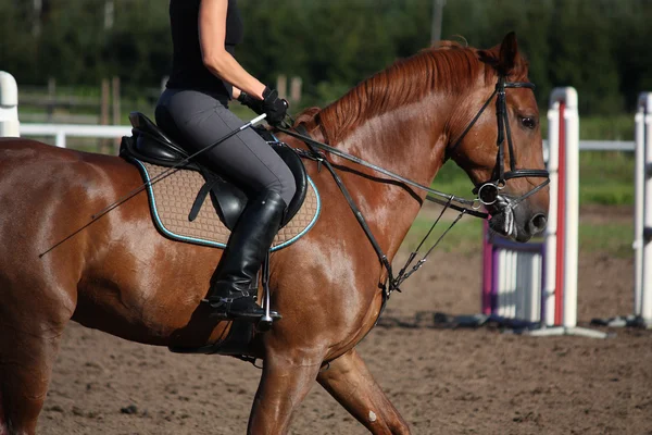 Kastanje sport paard portret in de zomer — Stockfoto