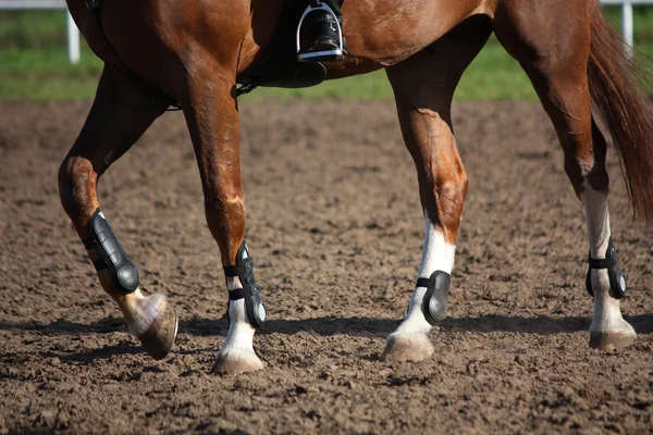 Close up van paard poten met bescherming laarzen — Stockfoto