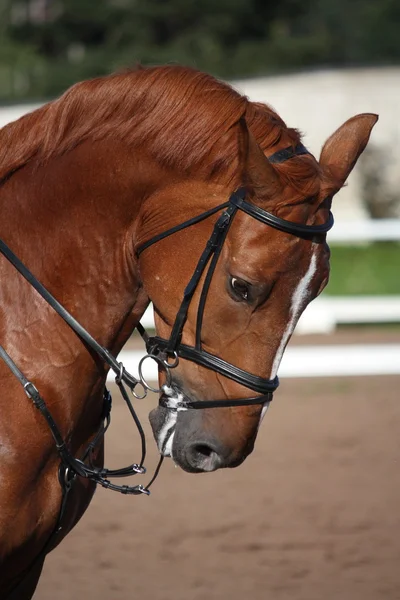 Kastanje sport paard portret in de zomer — Stockfoto