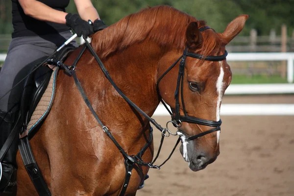 Ritratto di cavallo sportivo di castagne in estate — Foto Stock