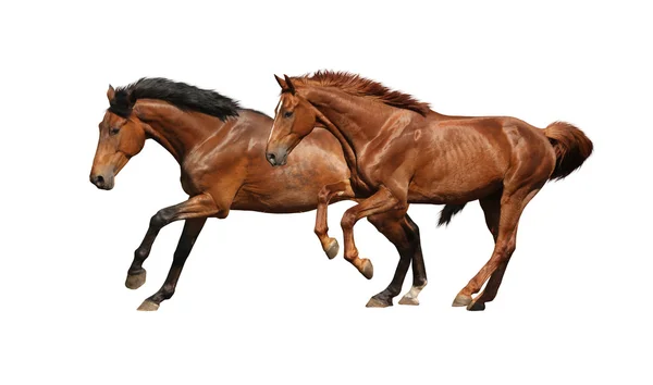 hızlı izole üzerinde beyaz çalışan iki kahverengi at
