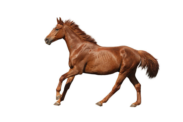  Chestnut horse galloping fast on white background