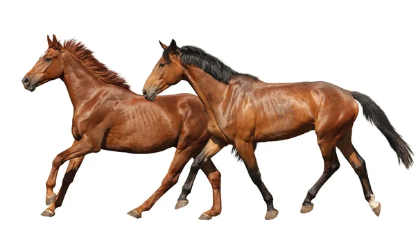 Dois belos cavalos correndo isolados em branco — Fotografia de Stock