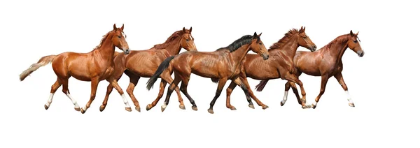 Herd of horses running free on white background — Stock Photo, Image