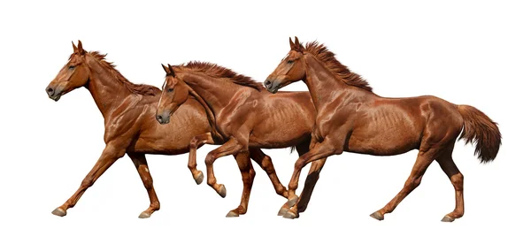 Três cavalos correndo rápido isolado em branco — Fotografia de Stock