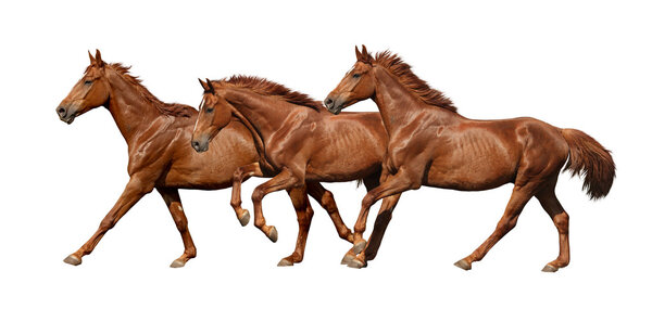Three horses running fast isolated on white