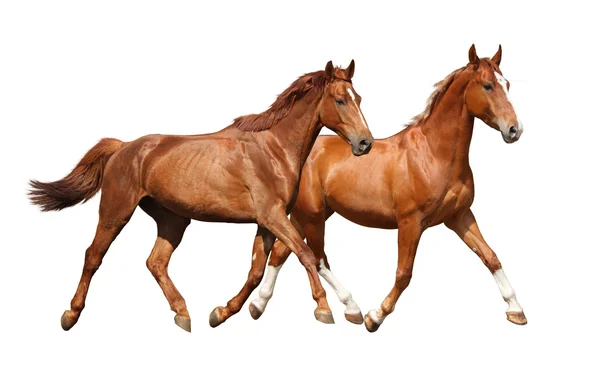 Dos hermosos caballos corriendo aislados en blanco — Foto de Stock