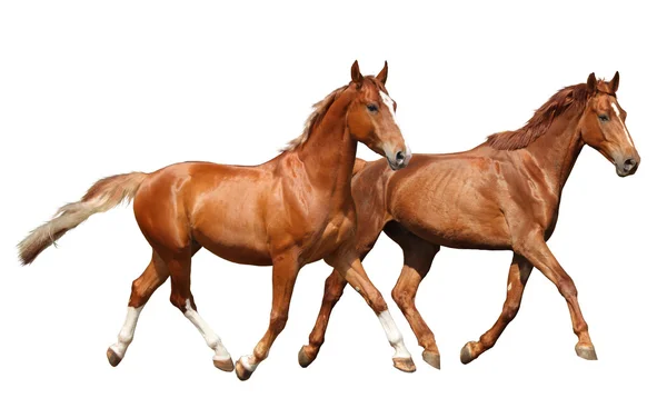 Dos hermosos caballos corriendo aislados en blanco — Foto de Stock