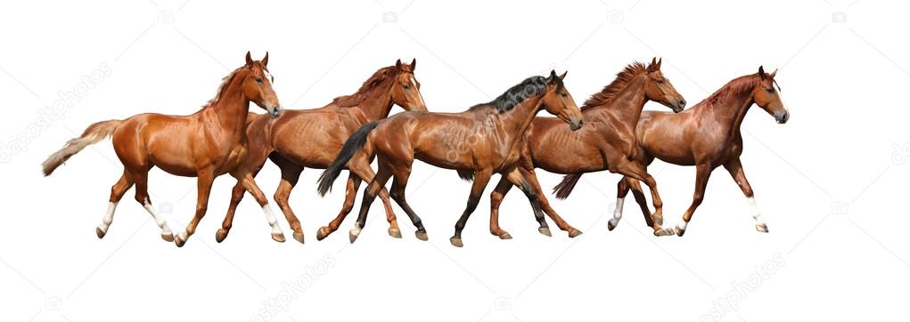 Herd of horses running free on white background