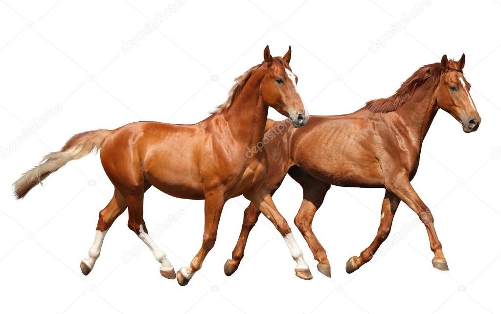 Two beautiful horses running isolated on white