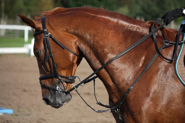 Portret koń kasztan sportu w lecie — Zdjęcie stockowe