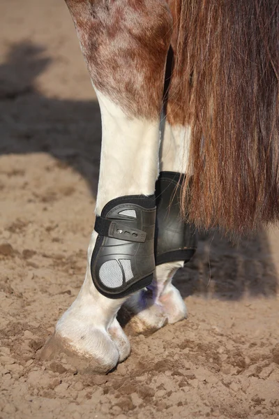 Gros plan des pattes arrière du cheval avec des bottes — Photo