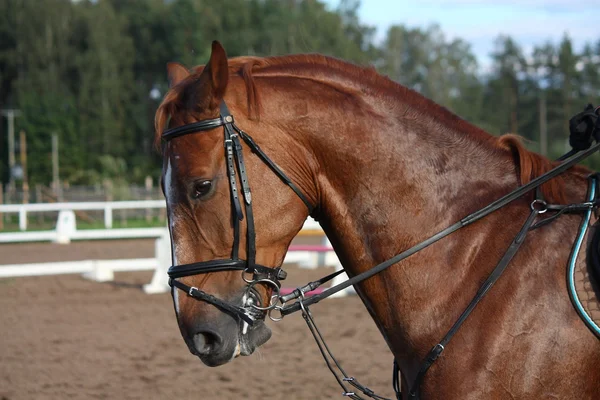 Castanha esporte cavalo retrato durante a equitação — Fotografia de Stock