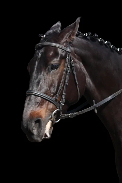 Retrato de cavalo preto isolado no fundo preto — Fotografia de Stock