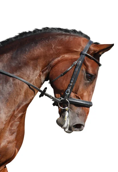 Retrato de caballo deportivo marrón aislado en blanco — Foto de Stock