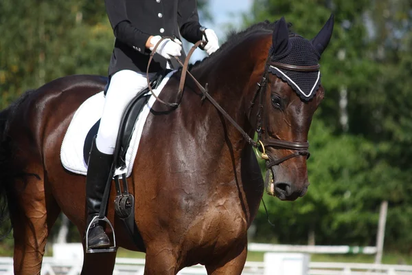 Bay sport horse portrait — Stock Photo, Image