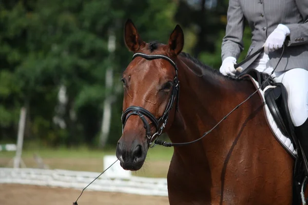 Retrato de caballo de Bay sport — Foto de Stock