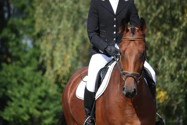 Zatoka sportowe konia portret — Zdjęcie stockowe