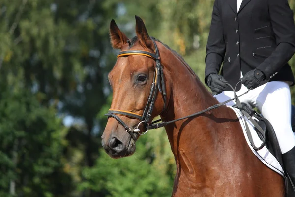 Zatoka sportowe konia portret — Zdjęcie stockowe