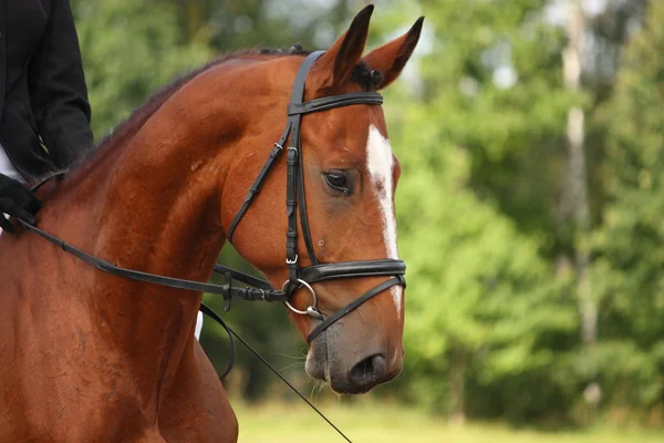 Retrato de caballo de Bay sport — Foto de Stock