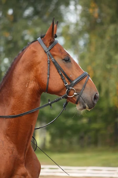 Baía esporte cavalo retrato — Fotografia de Stock