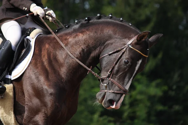 Schönes braunes Sportpferd Porträt — Stockfoto